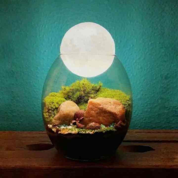 Mystical Luna Terrarium Mini - A