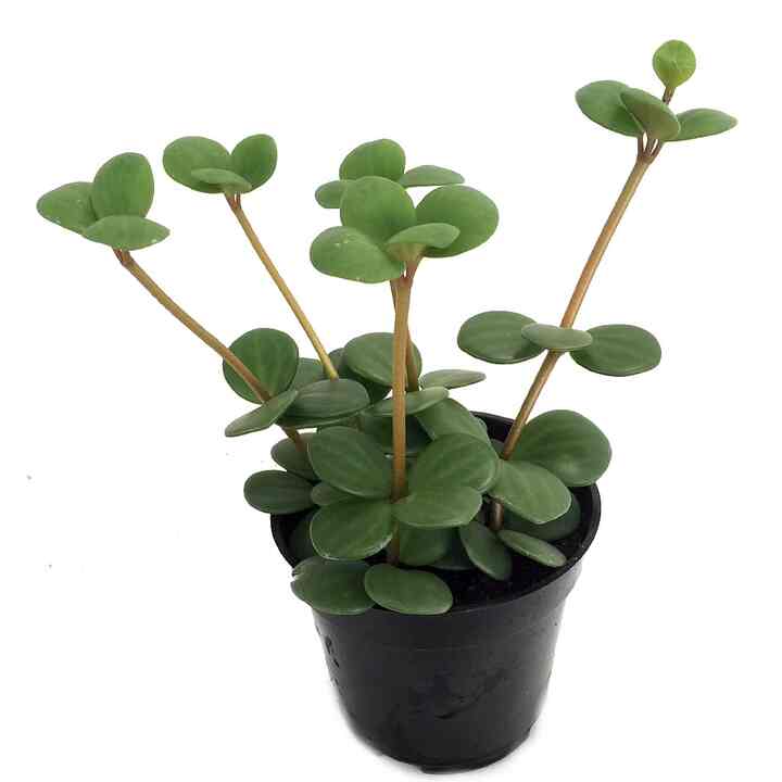 Hope Peperomia 4" Pot