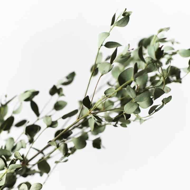 ドライフラワー ユーカリ グニー