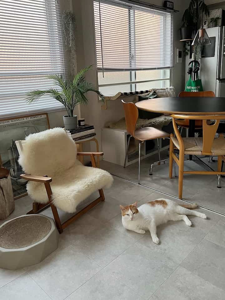 White and brown toned living room featuring a cat, dining chairs, and natural elements with a cozy atmosphere