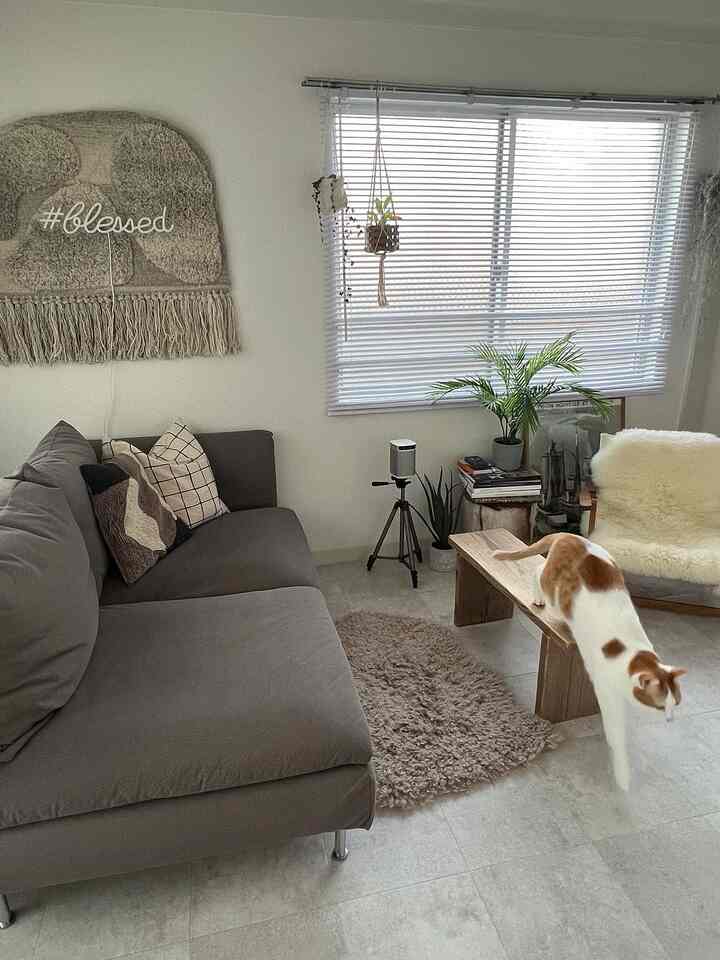 Beige and gray toned living room featuring large gray sofa, wooden coffee table, plants by window, and white-orange cat walking in front of sofa in a natural modern space