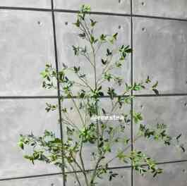 Pohon Ficus Tinggi / Artificial plant