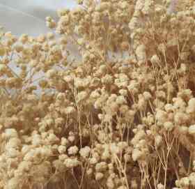 Preserved Bleach Baby Breath