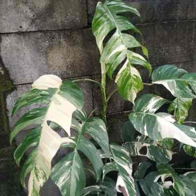 tanaman hias eviprenum