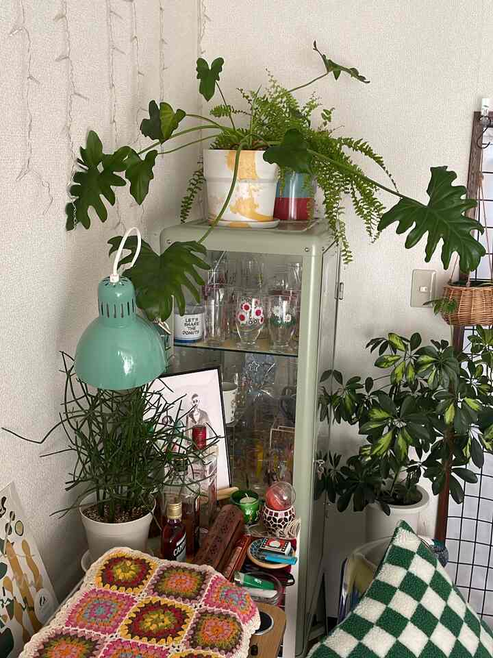 ガラスケースの上にも観葉植物置いてます🪴
セロームの葉が長く伸びすぎたので高い所はちょうど良いです。緑多めです💚
#暮らしを楽しむ
#観葉植物のある暮らし
#グリーンのある暮らし
#レコードのある暮らし
#カラフルインテリア
#interior
#賃貸暮らし
#マイルーム
#一人暮らし
