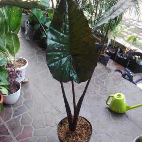 tanaman Philo black sante