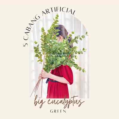 Big eucalyptus coklat