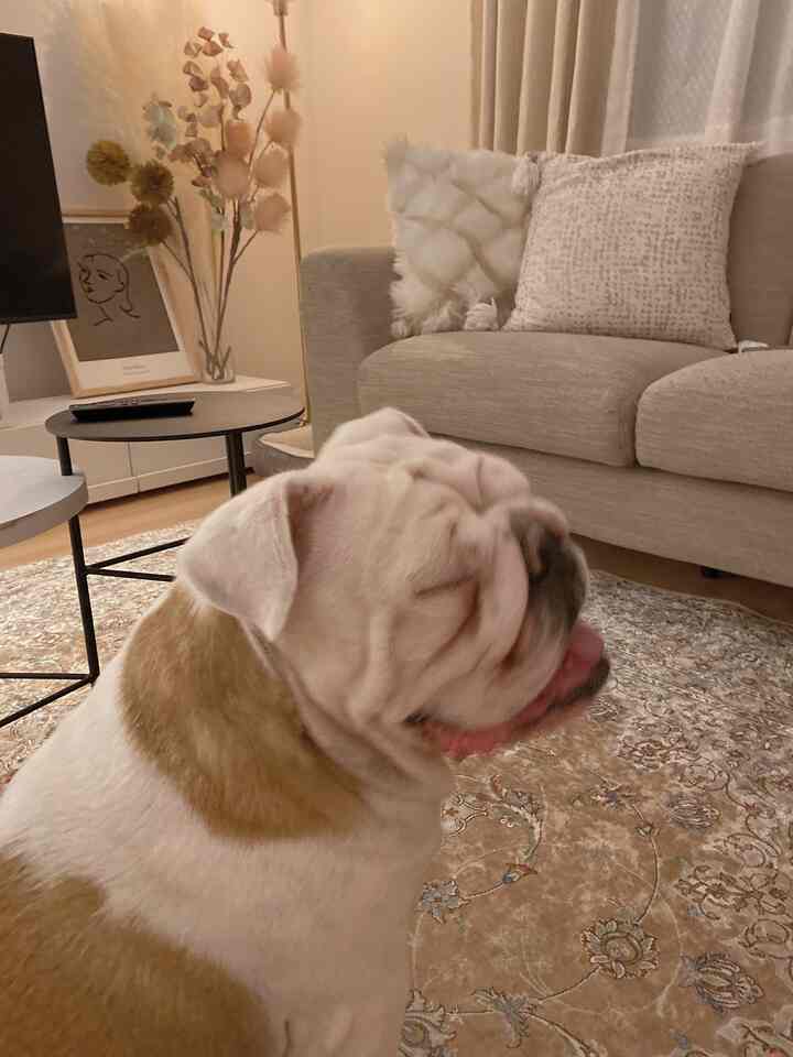 柔らかなベージュとブラウンのトーンのリビング、ベージュのソファとペルシャ風ラグ、茶色のブルドッグがいる温かみのある空間