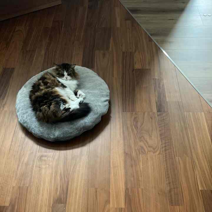Natural wood tone floor with a gray round cushion where a cat rests, a simple living room space