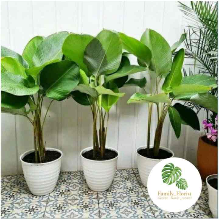 Tanaman hias calathea