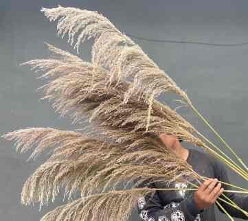 Pampas bulu , bunga kering