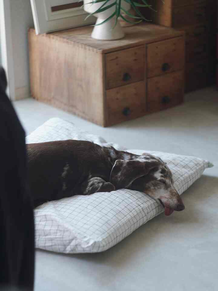 白い床と木目調の家具がある空間に置かれたチェック柄のペットベッドで犬がくつろいでいる雰囲気のあるインテリア