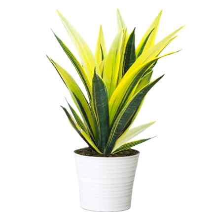 Tanaman sensivera gold flame