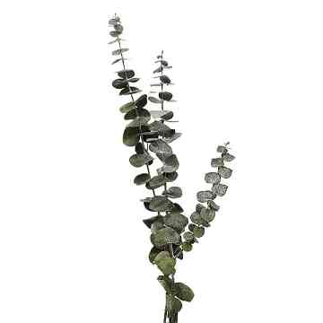 ユーカリ(丸葉) グリーン ドライフラワー 花材