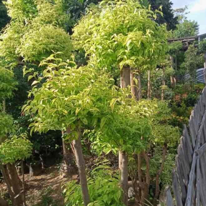 pohon bonsai anting putri 4 cabang