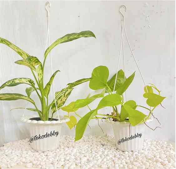 Pot Tanaman dan Bunga Plastik Gantung Mawar Putih