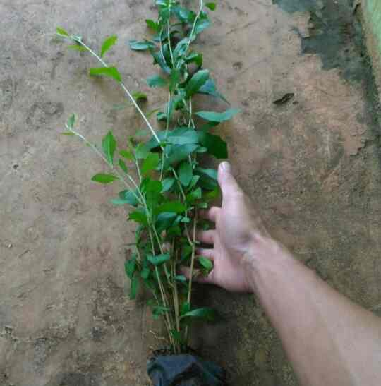 Tanaman Rambat Lee Kwan Yew