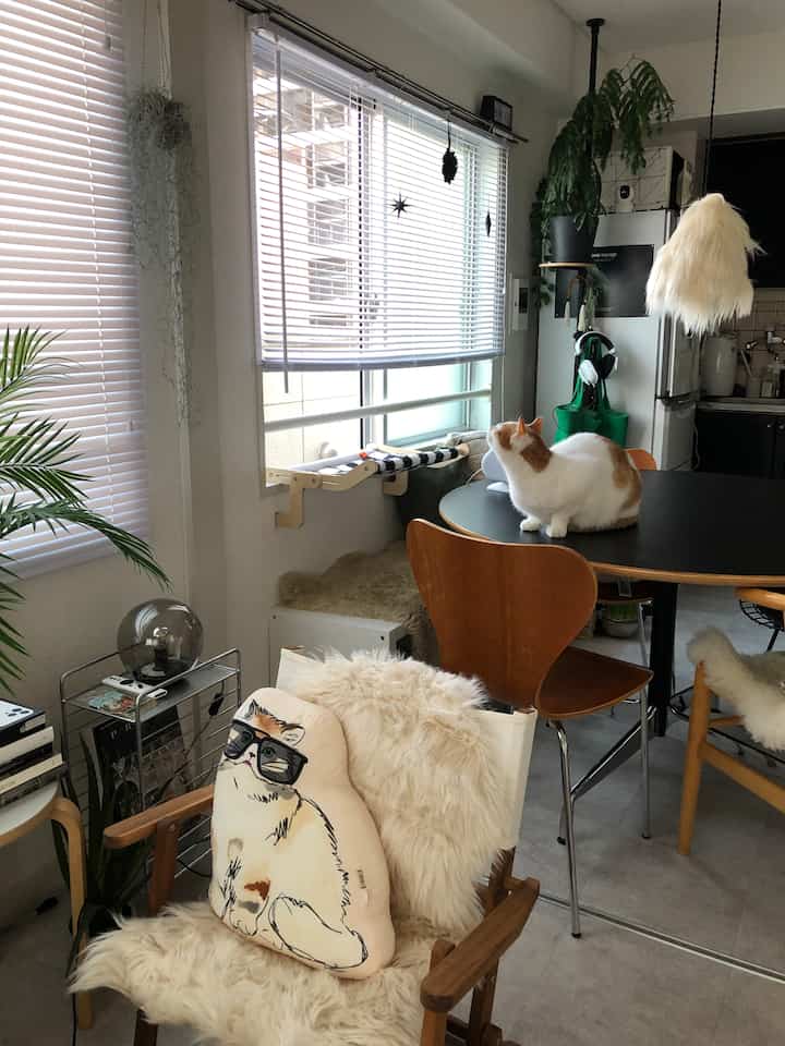 White-toned dining room featuring a cat on the table, natural wood furniture, and houseplants creating a cozy atmosphere