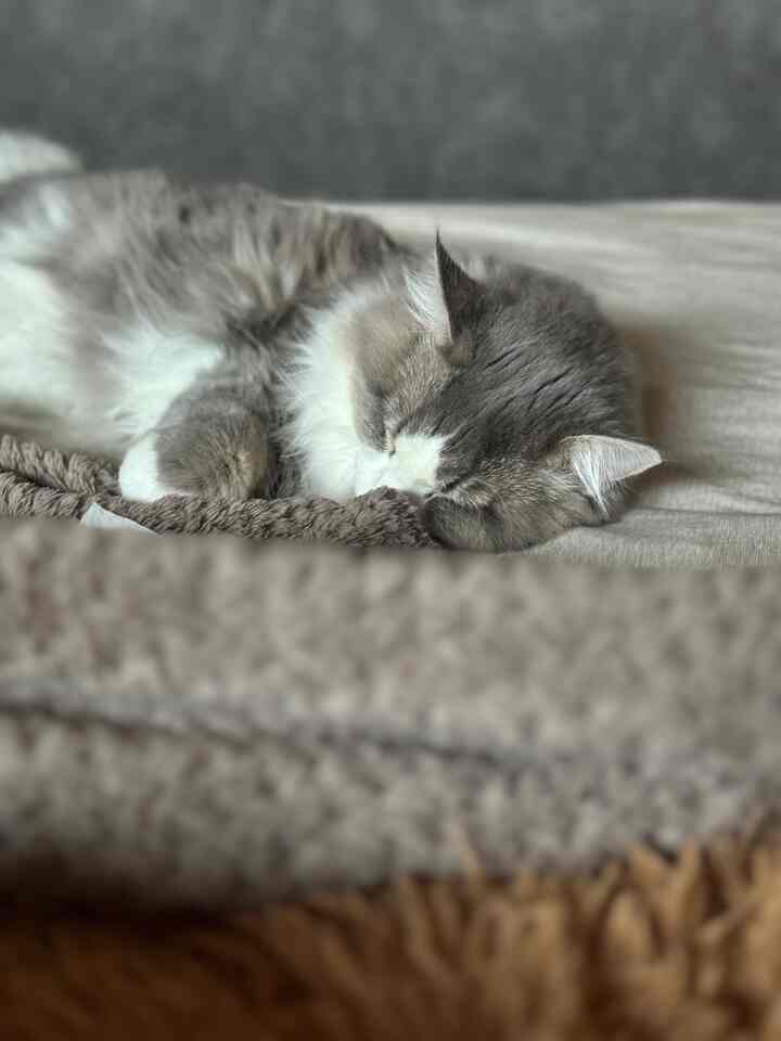 ナチュラルな色調の寝室、毛布の上で眠る猫がいる落ち着いた空間