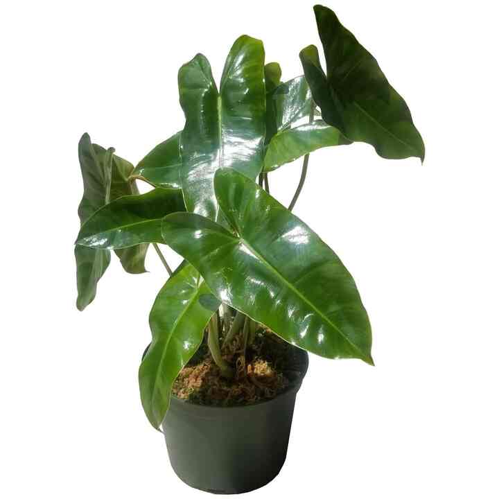 Tanaman Philodendron Brekele