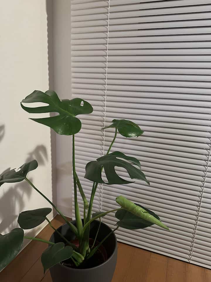 部屋に緑が欲しくて、とりあえずモンステラ
早速、新葉も出てきて成長を感じる🌱✨

#モンステラ #観葉植物 #グリーンのある生活
#グリーンのある暮らし #リビング #ブラインド
#IKEA