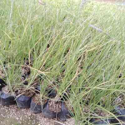 Tanaman Ekor Kuda Hijau