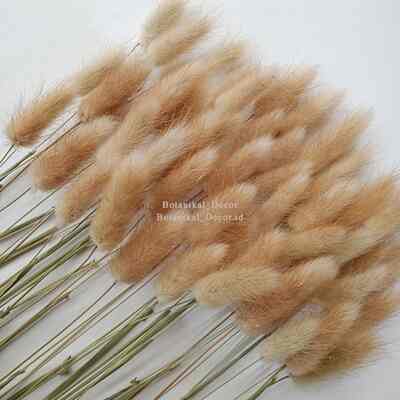 Dried lagurus rabbit tail