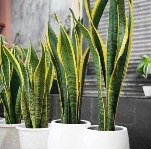 Tanaman Hias Sansivera Lidah Mertua