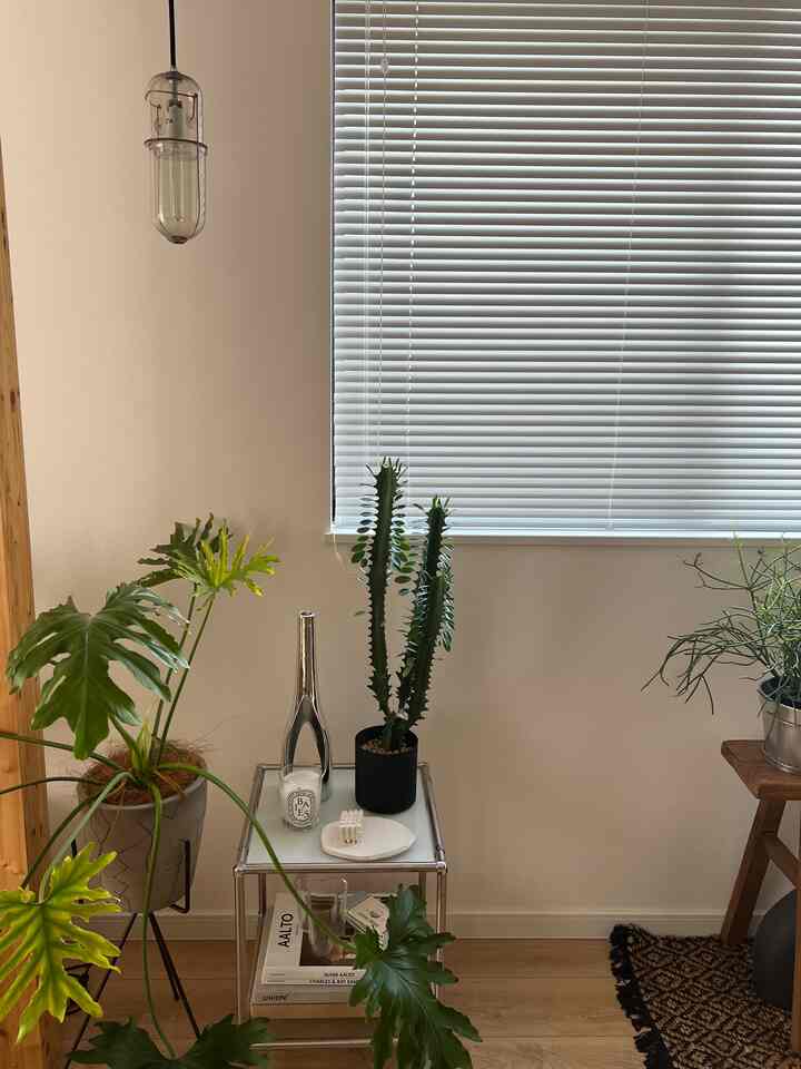 #観葉植物 #モジュール棚  

久し振りにiPhoneで撮影🤳
大雲閣が毎年20cm以上伸びてます、、、
どこまで伸びるのか少し怖い😂

