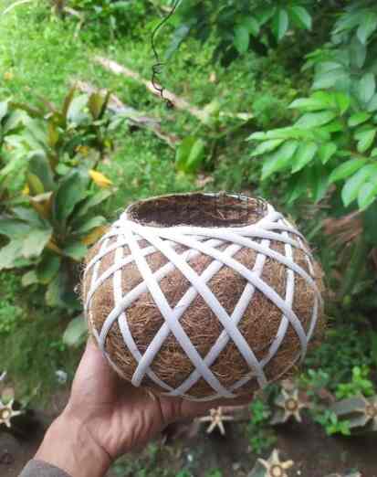 Pot serabut kelapa kokedama