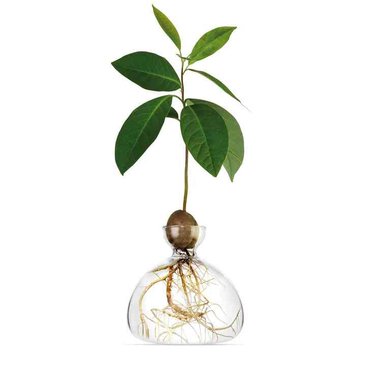  アボカド ベース［3色］