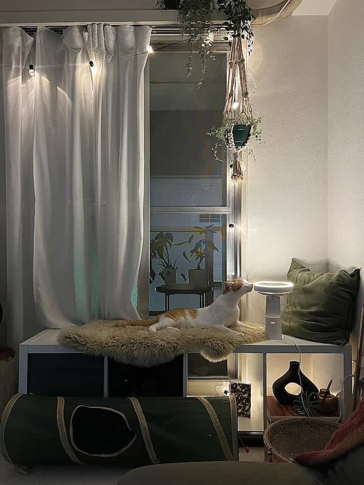 White and green toned living room featuring a cat and a small fan near the window with a cozy, natural atmosphere