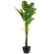 Split Leaf Philodendron Potted Plant