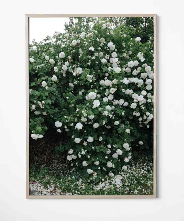 ポスター 「WHITE ROSES」 70 x 100 cm