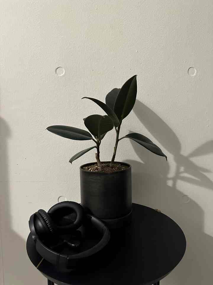黒い丸テーブルの上に黒い鉢の緑の植物と黒いヘッドフォンが置かれたシンプルな空間