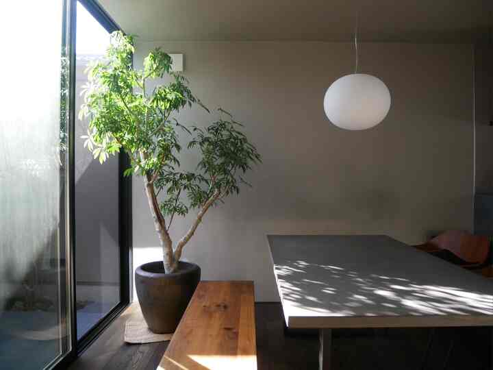 自然光が差し込むシンプルでモダンなダイニング、木目調のベンチとグレーのダイニングテーブル、大きな緑の植物が配置された雰囲気のあるインテリア