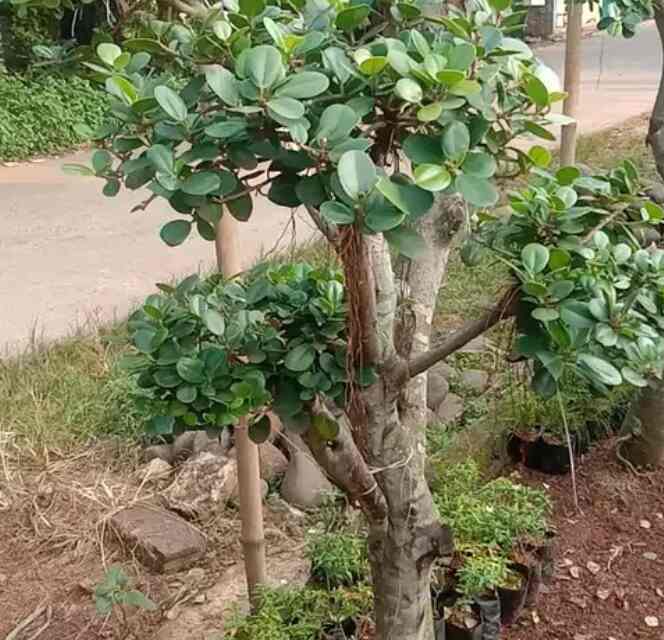 tanaman hias bonsai