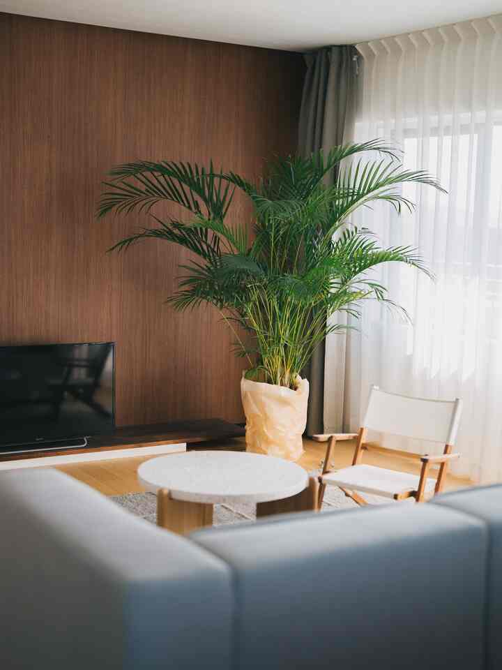 木目調の壁と大きな植物があるナチュラルなリビング、明るく清潔感のある雰囲気