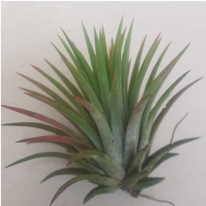 tillandsia rubra