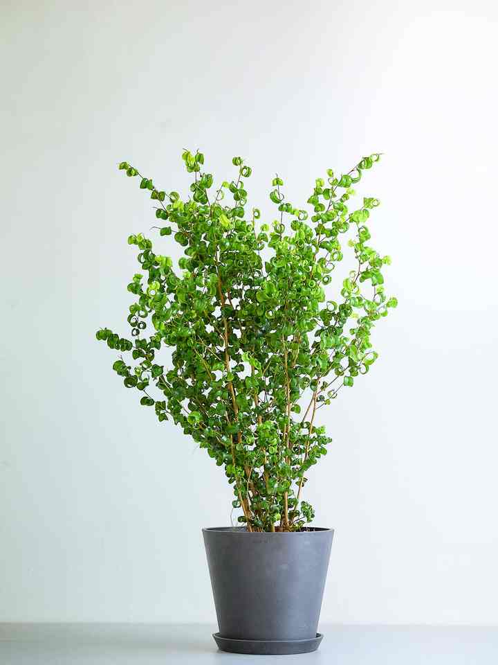 フィカス・ベンジャミン・バロック M［4色］