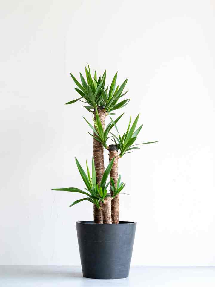 ユッカ・エレファンティペス［3サイズ］