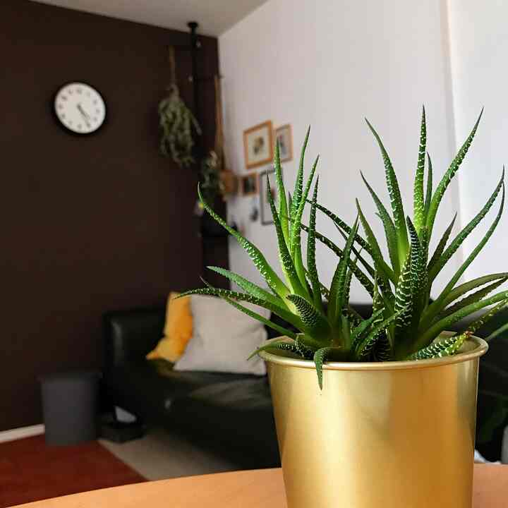 Living room with gold pot and succulent plant, featuring brown wall and sofa creating cozy atmosphere