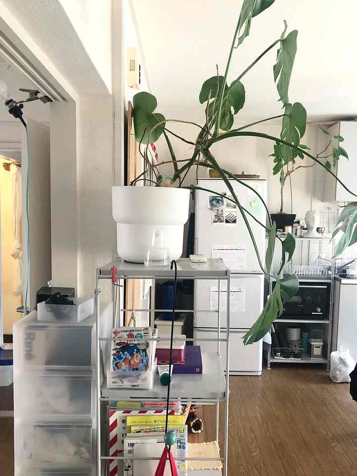 White and brown compact kitchen space featuring a large green plant creating a natural atmosphere