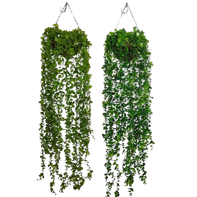 Juntai Ekaliptus Panjang 1 Pcs