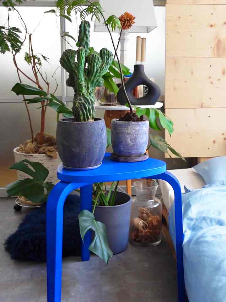 1pic 年代物のサボテンと最近お迎えしたリュウビンダイ

2pic 植物がツルツルピカピカになるよーおすすめ

3pic 反射する葉っぱいつぶりに見たか！

#サボテン #観葉植物
#植物インテリア 
#リュウビンダイ　
