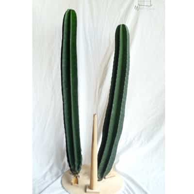 Kaktus Koboi 90-115cm