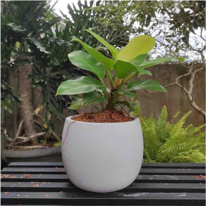 POT TANAMAN TERAKOTA