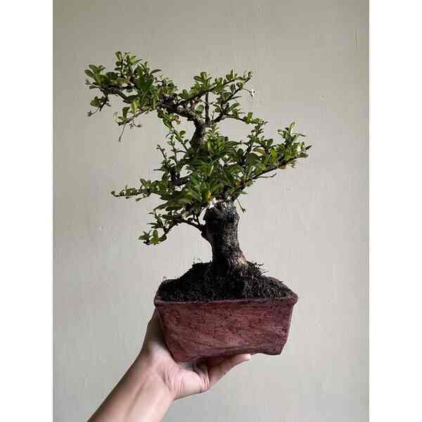 bonsai hokiante mikro bunga , barang premium dikirm dengan pot siap pajang