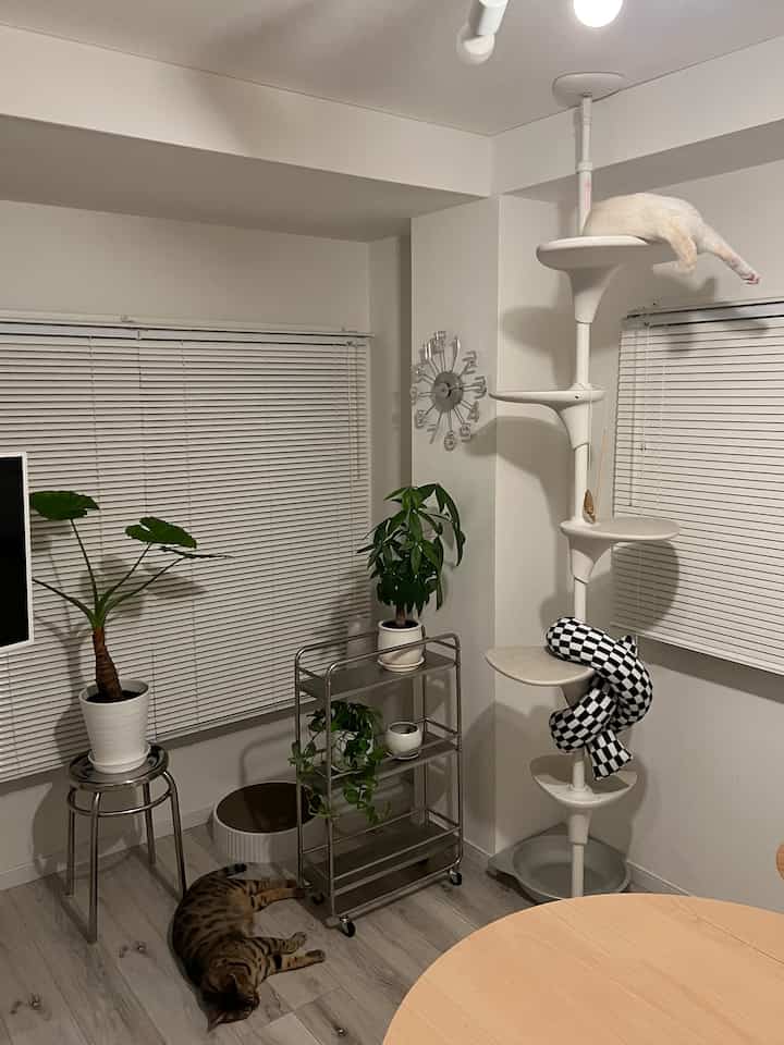 A white-toned living room featuring a cat tower with two cats and indoor plants, creating a natural and clean atmosphere.