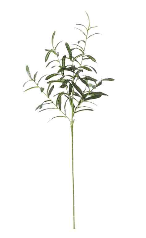 Sladko 35 Olive branchlets 6 - head green